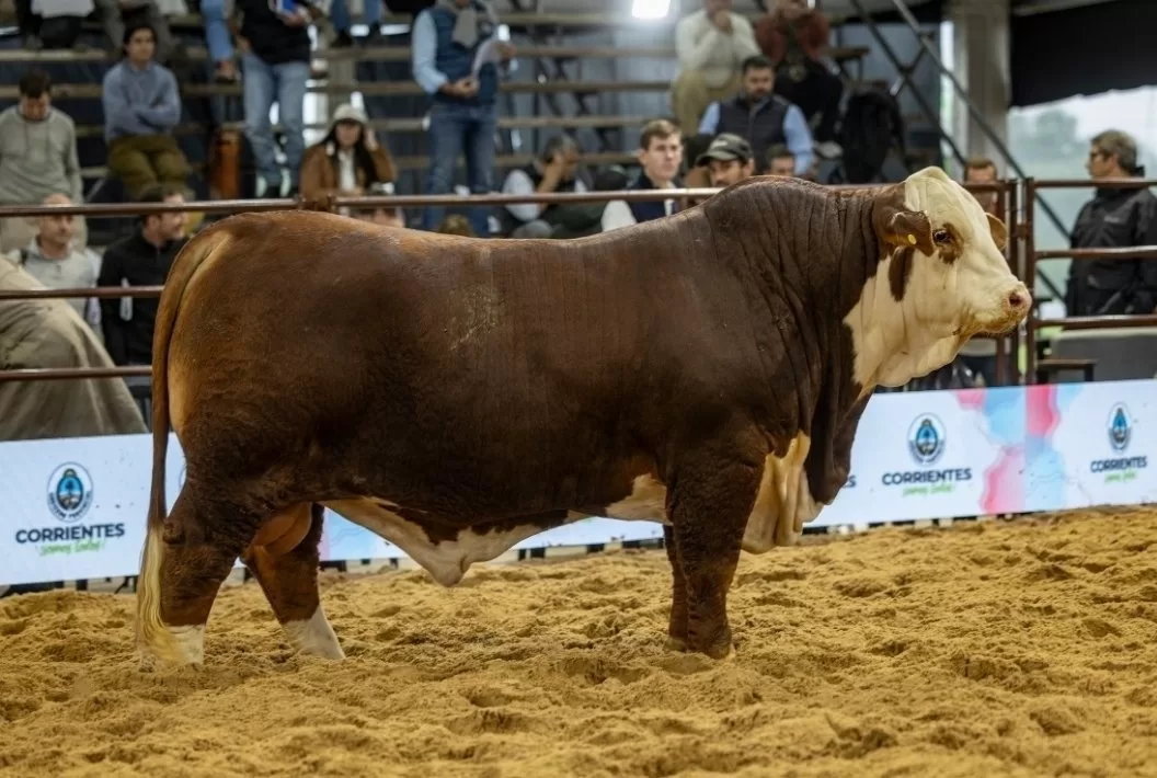 Un hijo de Emaypé: Gran Campeón Individual de Conjunto Corrientes 2025