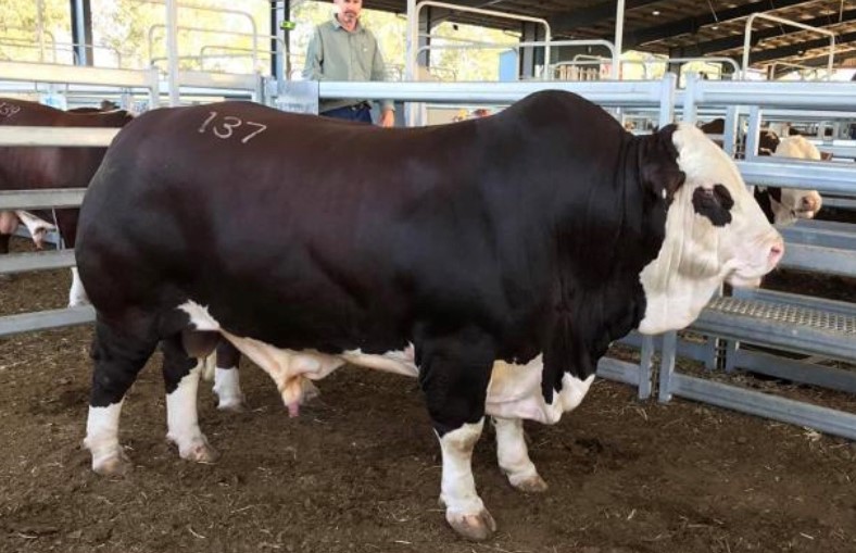 Inicios y Cabaña La Misión (1985)