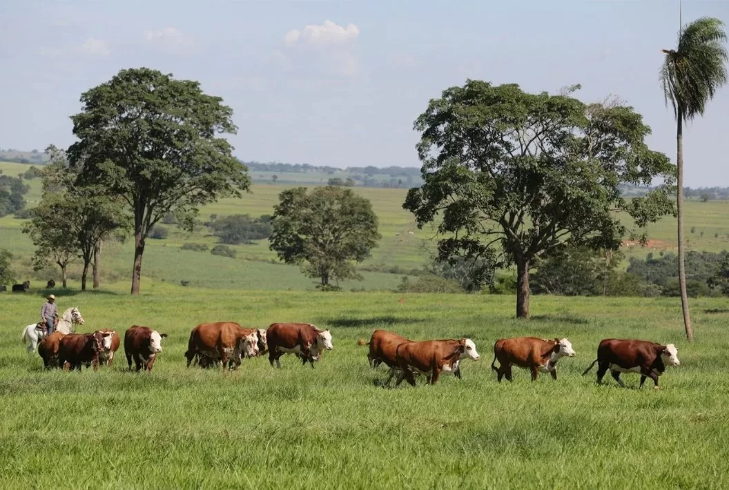 Pampa Genetics Tour Australia 2026