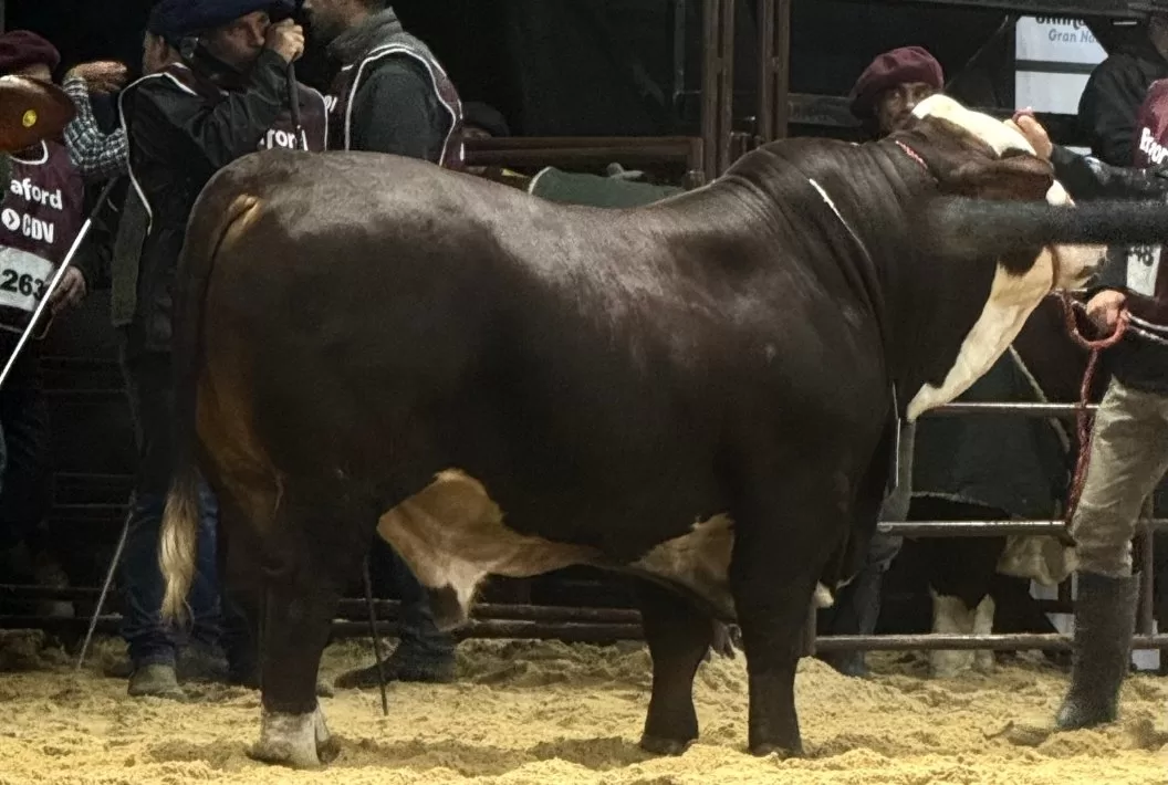 Pampa Genetics en La Nacional Braford 2025