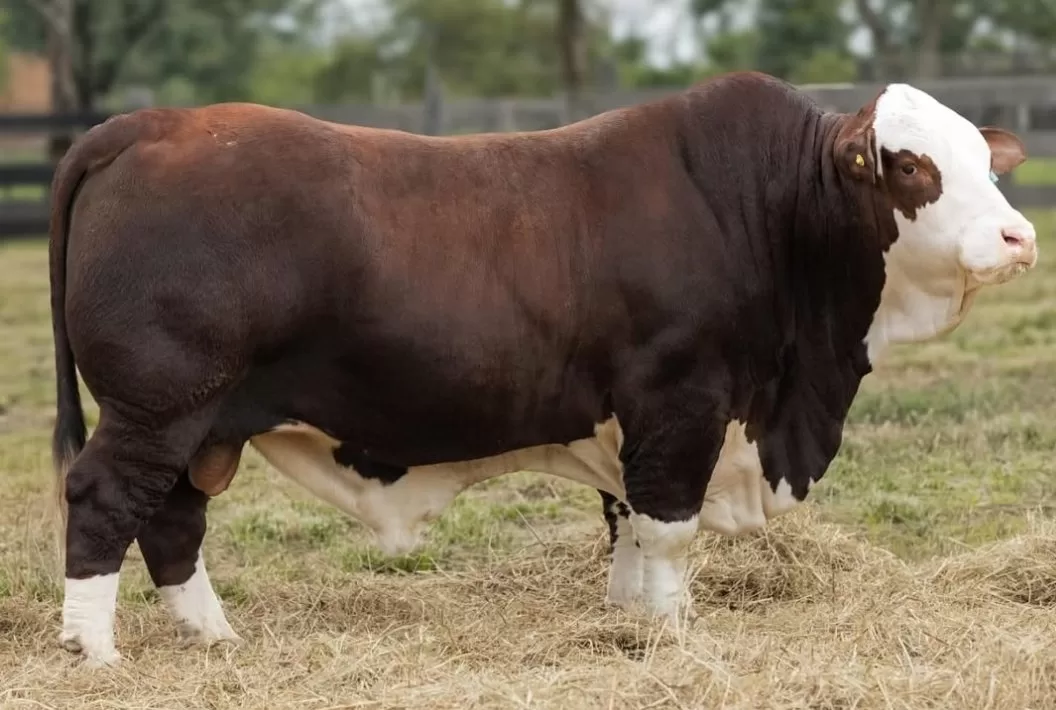 Woodrow, toro líder en el Nuevo Sumario de Padres de la Asociación Braford Argentina