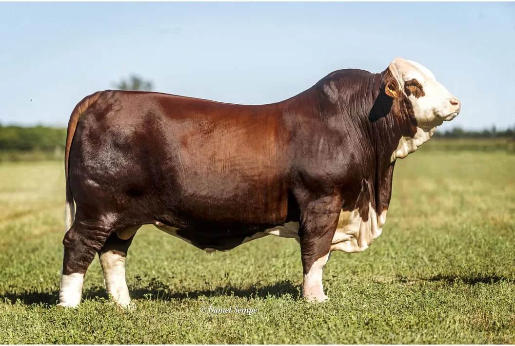 Emaypé, el Gran Campeón de ExpoBra 2021, la nueva incorporación de la familia Zurbriggen