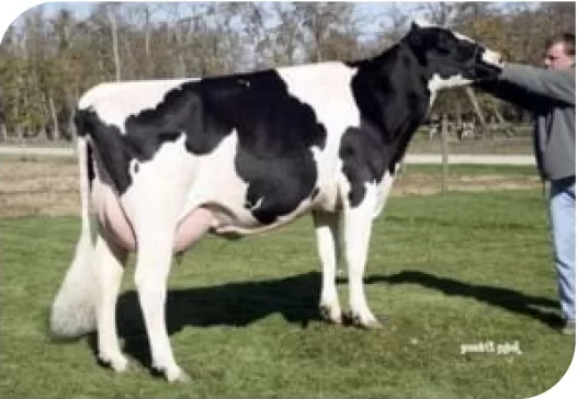 GAJC Bufalo Majordomo Beverly T/E