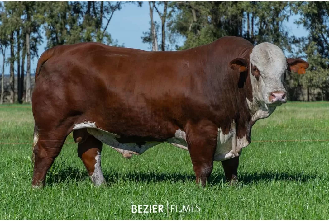 Incorporamos por primera vez un toro de Brasil: SIXTY