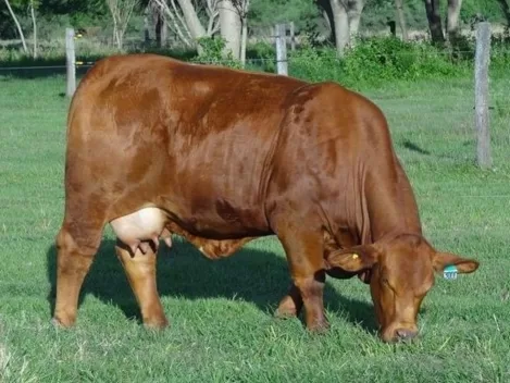 Cactus 3000 – Alfonsina