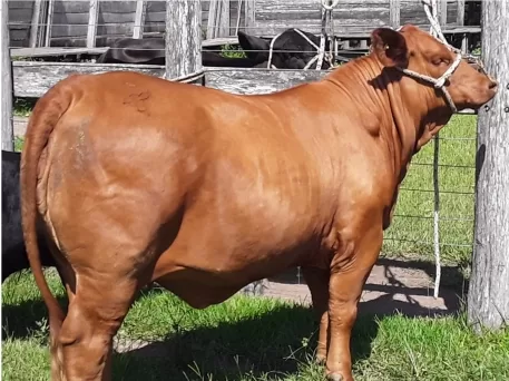 Cactus 3464 – Blondie