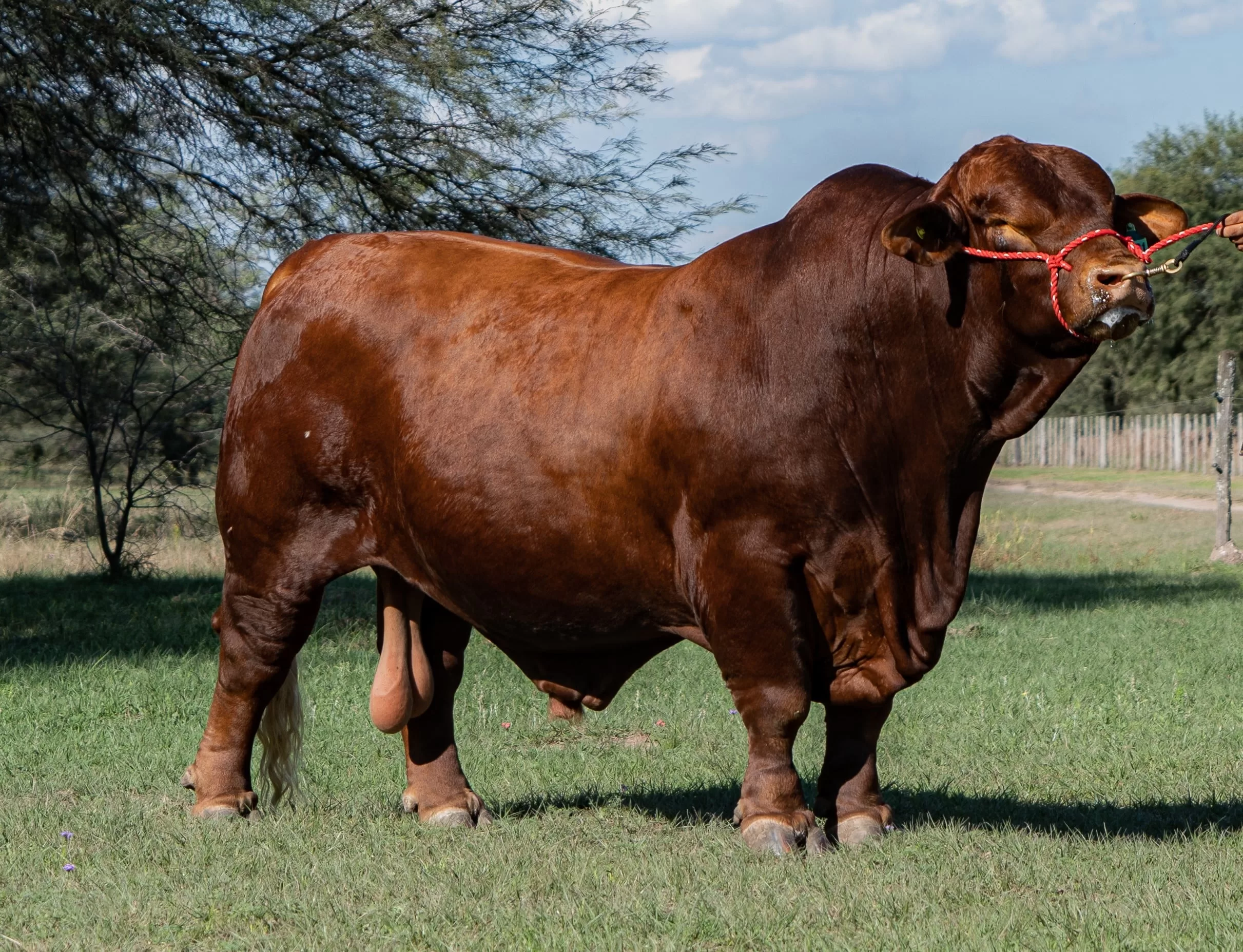 Incorporación raza Brangus