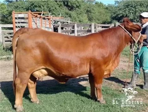 Cactus 3662 – Donnatella