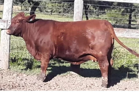 Cactus 4100 – Franca