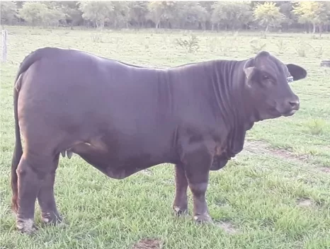 Cactus 3560 – Hipólita