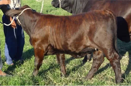 Cactus 3522 – Marama