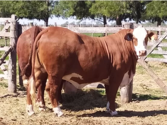 Marcaojo 11902 – Wanda