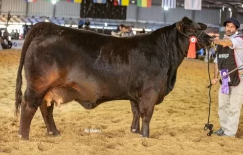 Cactus 3620 – Megan