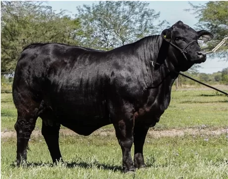 Cactus 4144 – Mussa