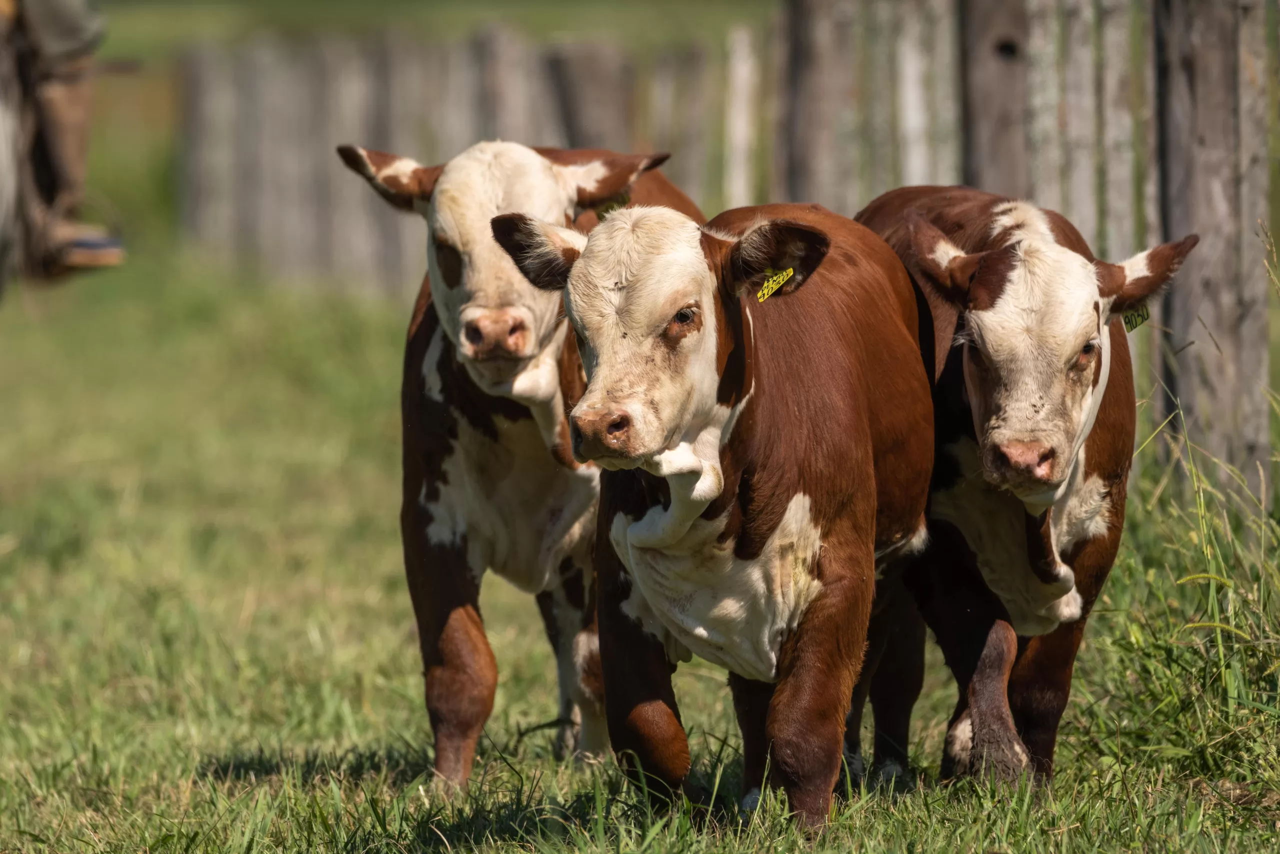 Creación Pampa Genetics