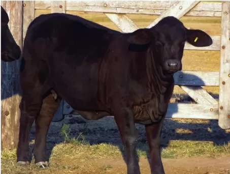 Cactus 2962 – Poliya