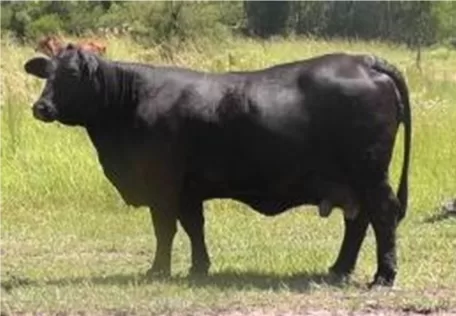 Cactus 1460 – Rosario