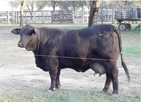 Cactus 4000 – Solita