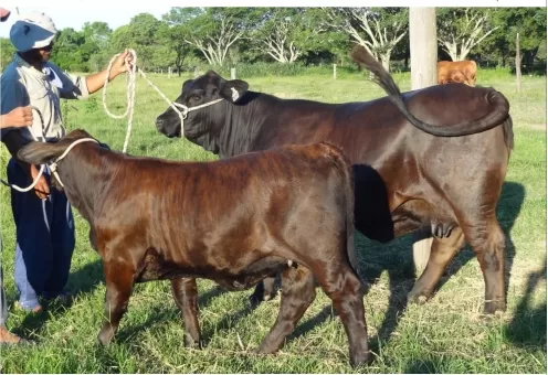 Cactus 3098 – Zamba